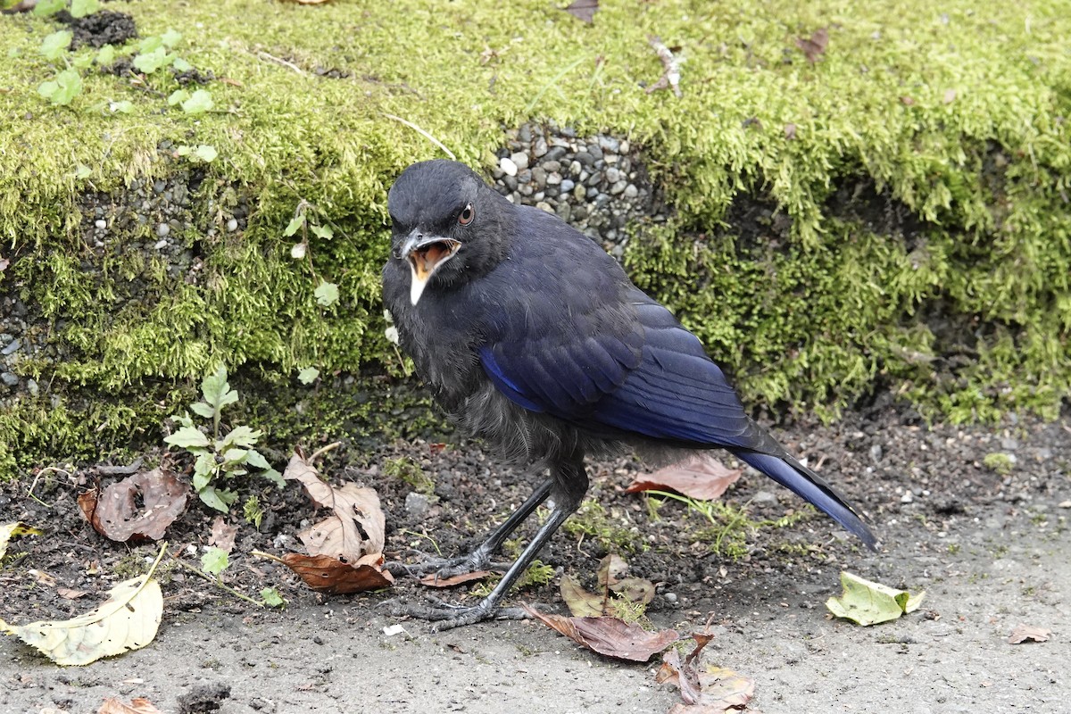 Taiwan Whistling-Thrush - Camille HUNG