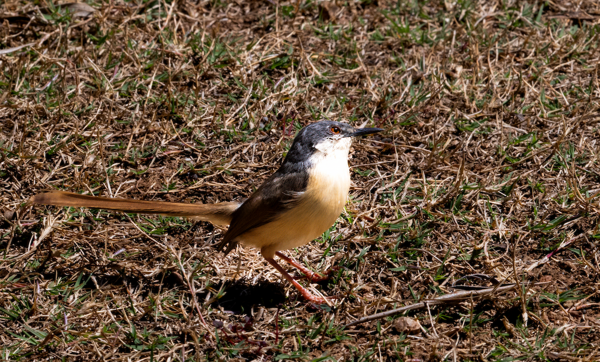 Ashy Prinia - ML623463798