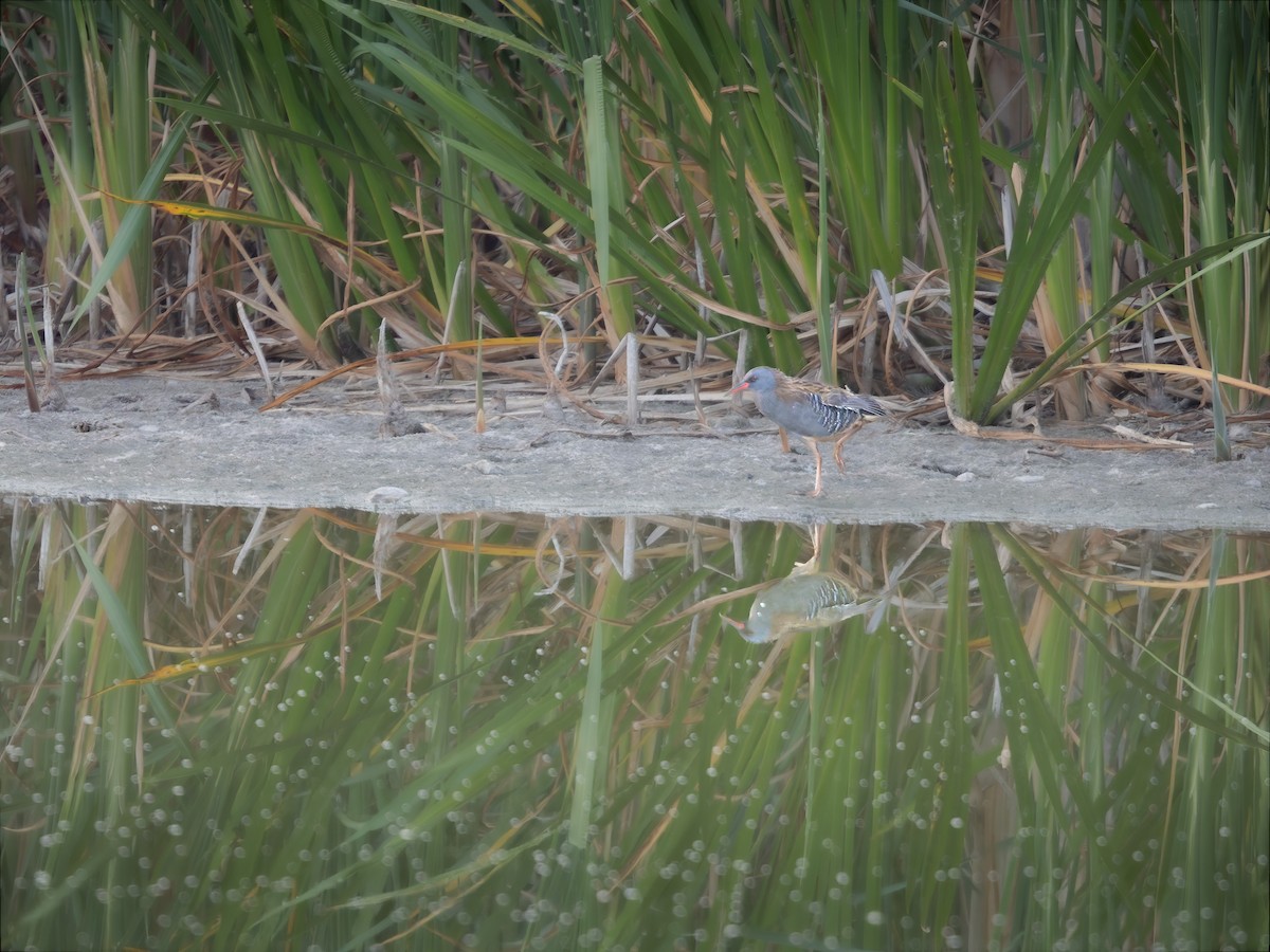 Water Rail - ML623463817