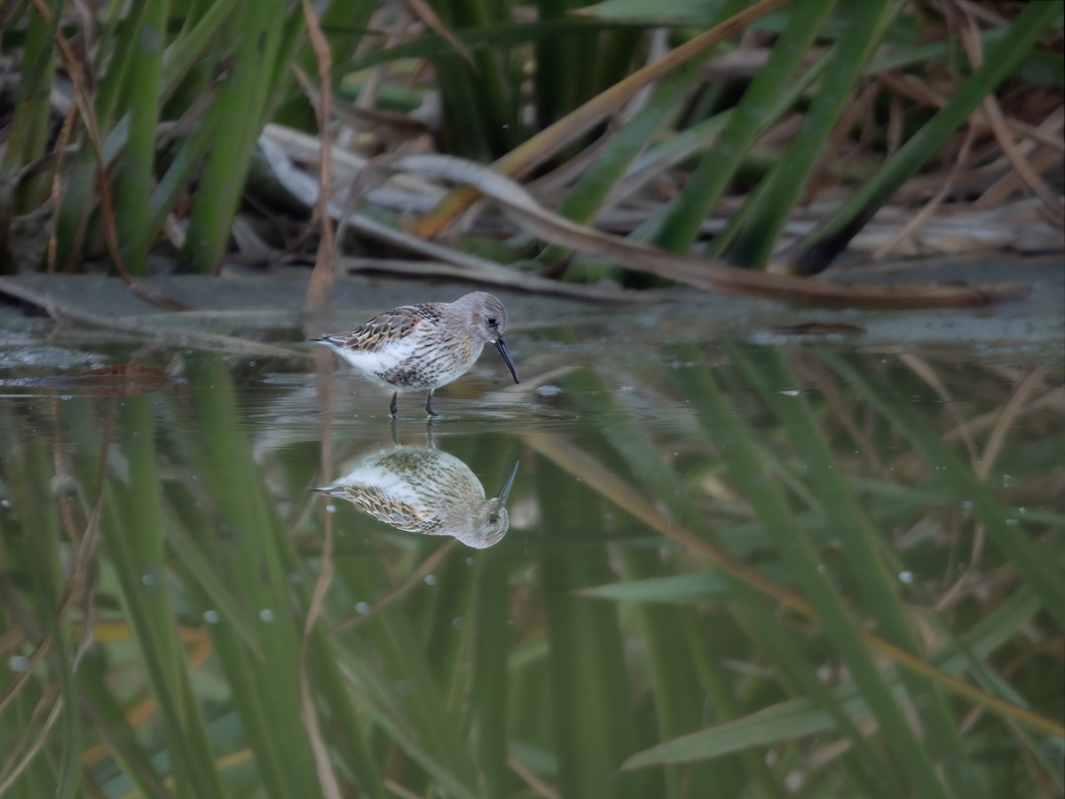 Dunlin - ML623463820