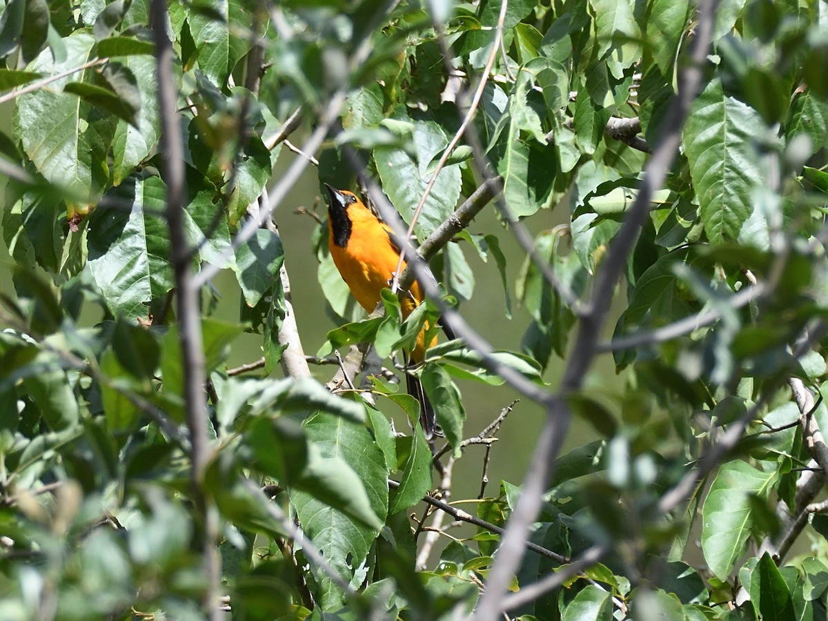 Streak-backed Oriole - ML623463828