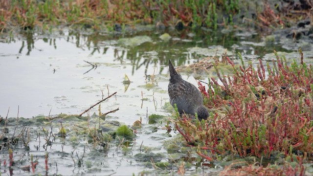 Australian Crake - ML623463893