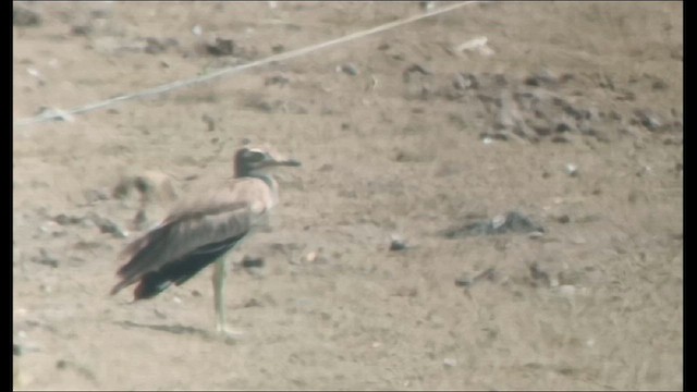 Senegal Thick-knee - ML623463919