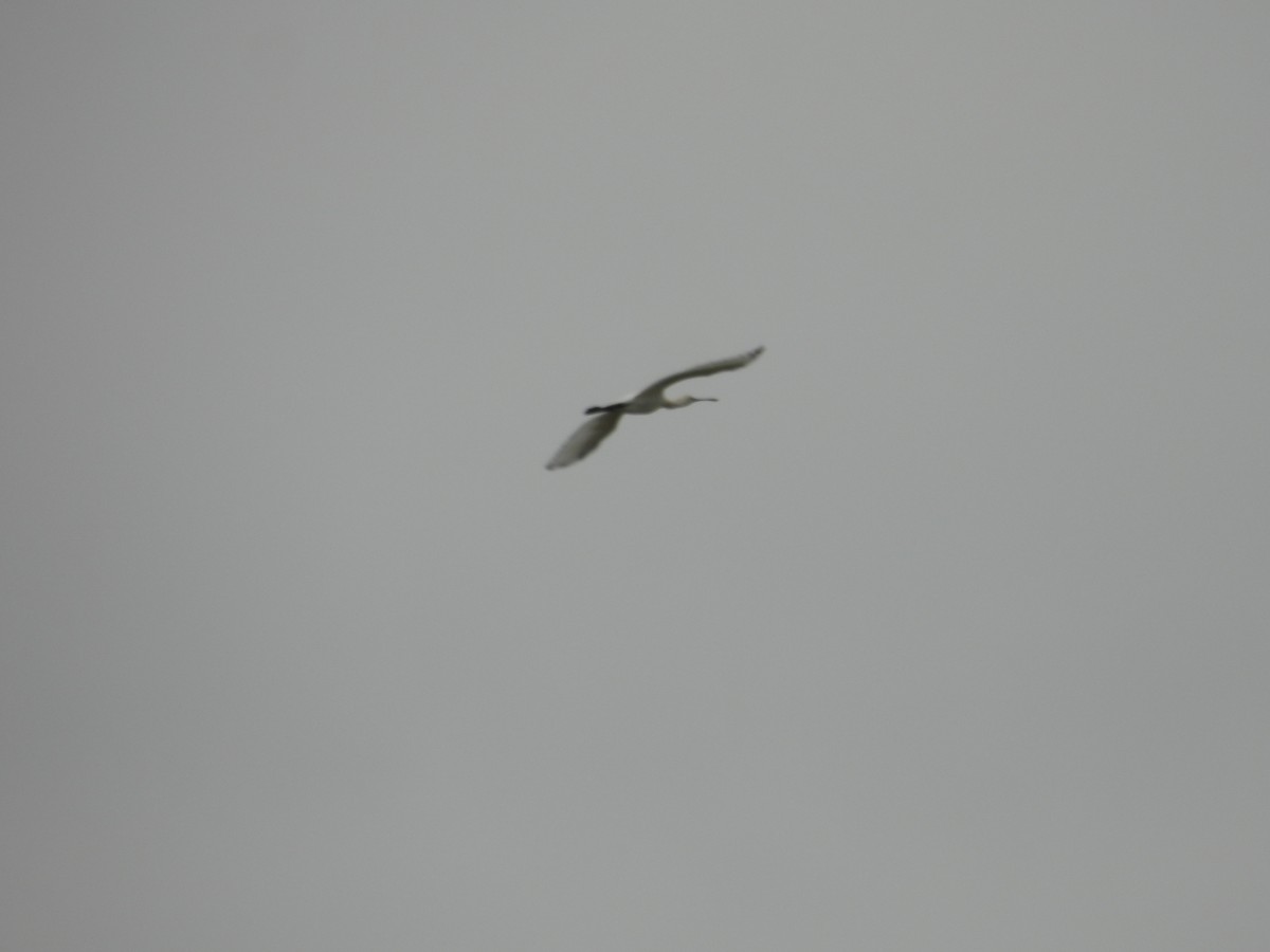 Eurasian Spoonbill - Praveen Tangirala