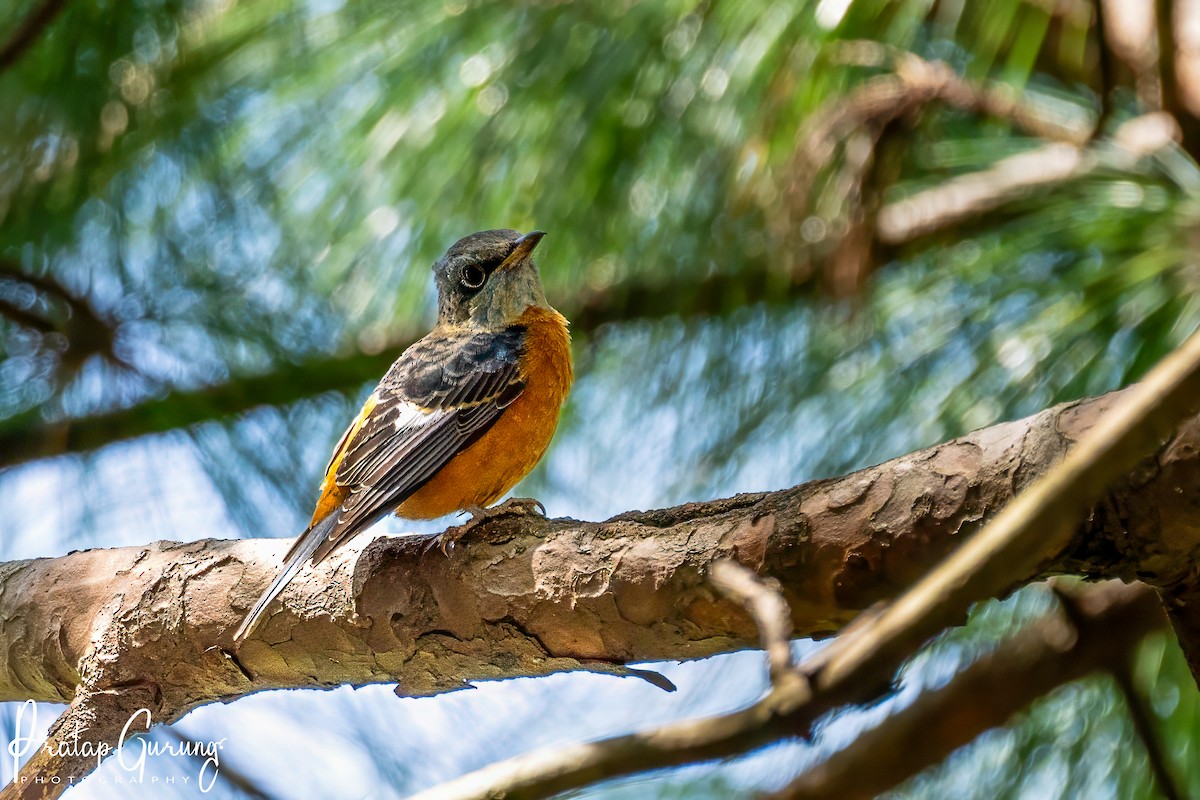 Blue-capped Rock-Thrush - ML623463939