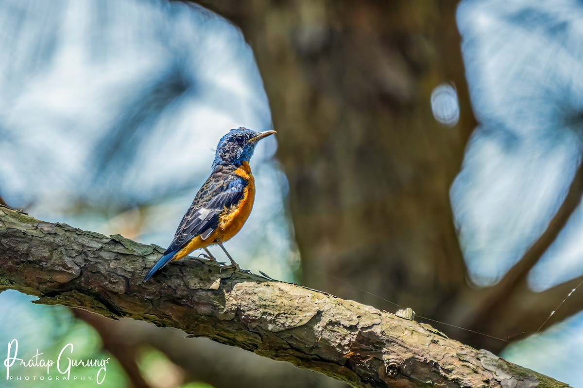 Blue-capped Rock-Thrush - ML623463940