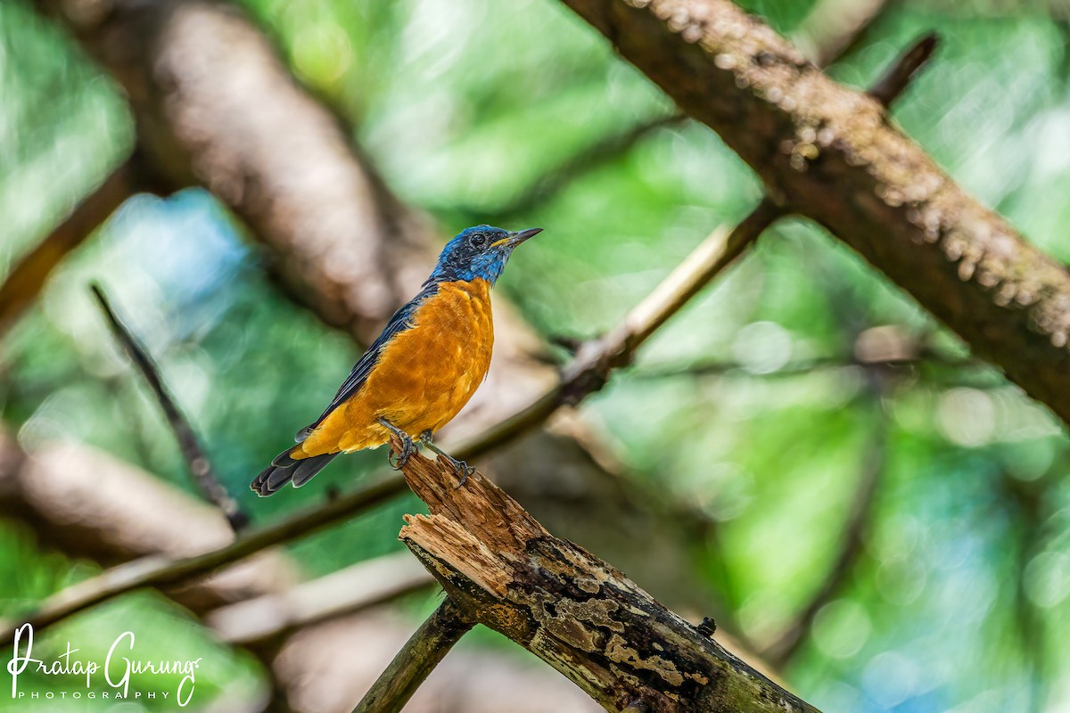 Blue-capped Rock-Thrush - ML623463941