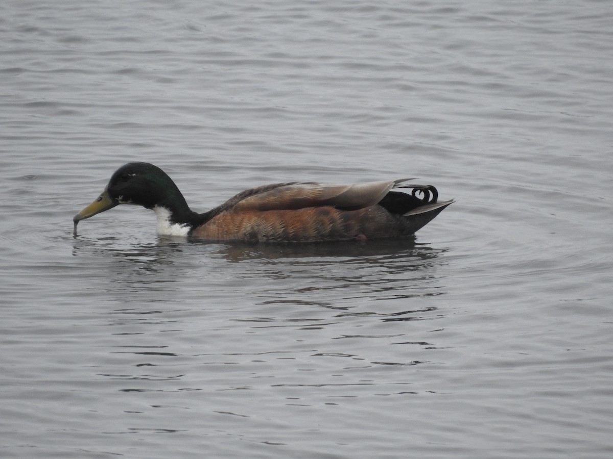 Mallard (Domestic type) - ML623463955