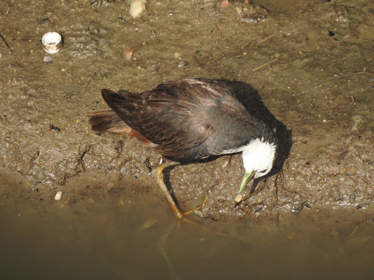 White-breasted Waterhen - ML623463966