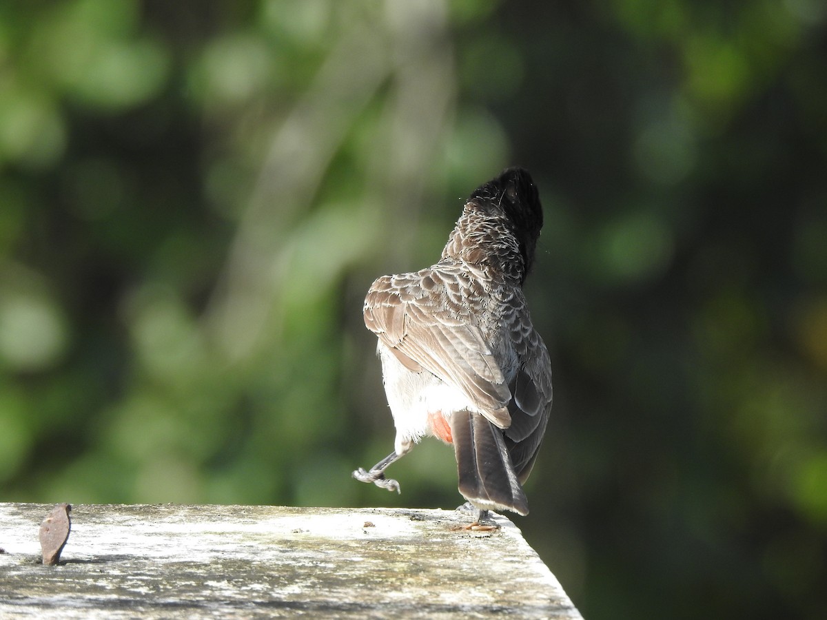 Red-vented Bulbul - ML623463972