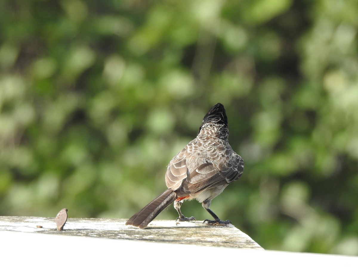 Red-vented Bulbul - ML623463973