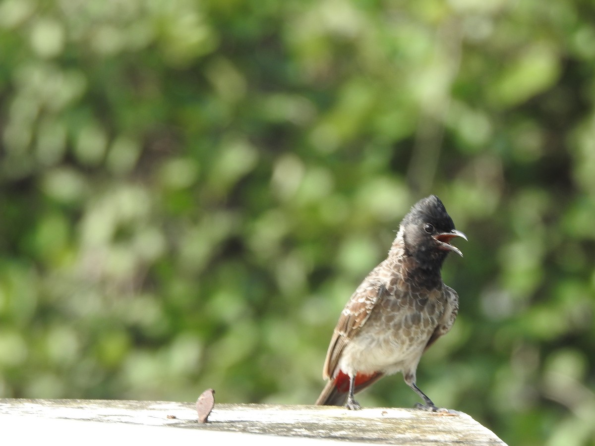 Red-vented Bulbul - ML623463974