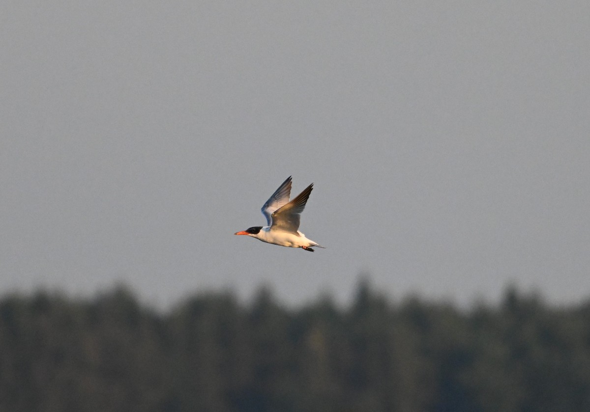 Caspian Tern - ML623464034