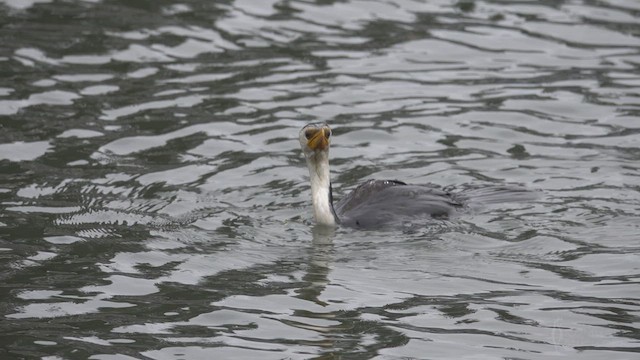 Cormoran pie - ML623464063