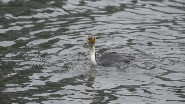 Little Pied Cormorant - ML623464063