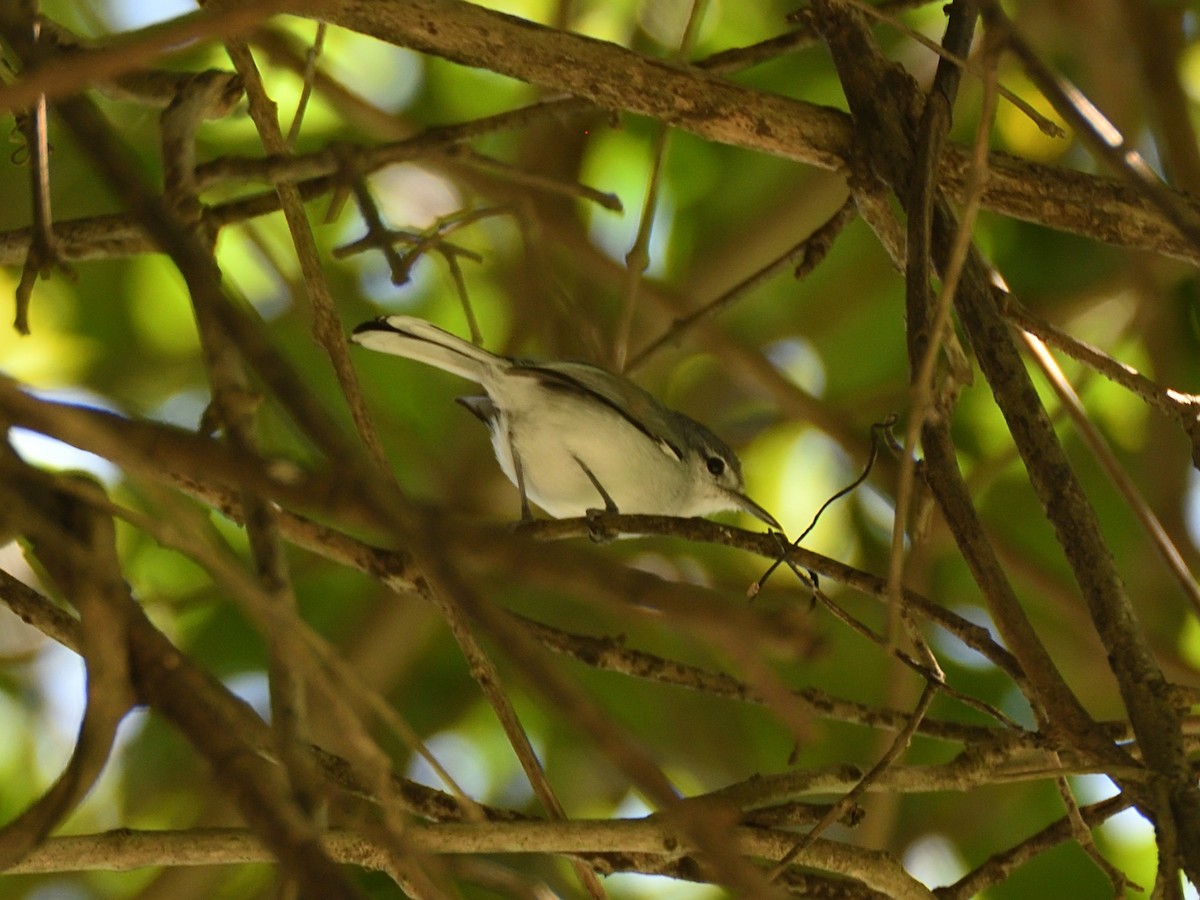 White-lored Gnatcatcher - ML623464164