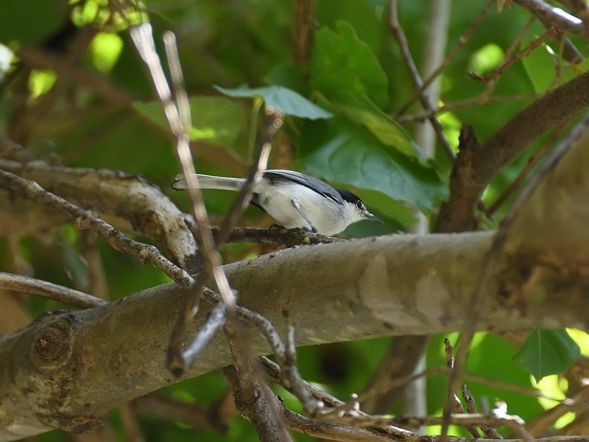 White-lored Gnatcatcher - ML623464165