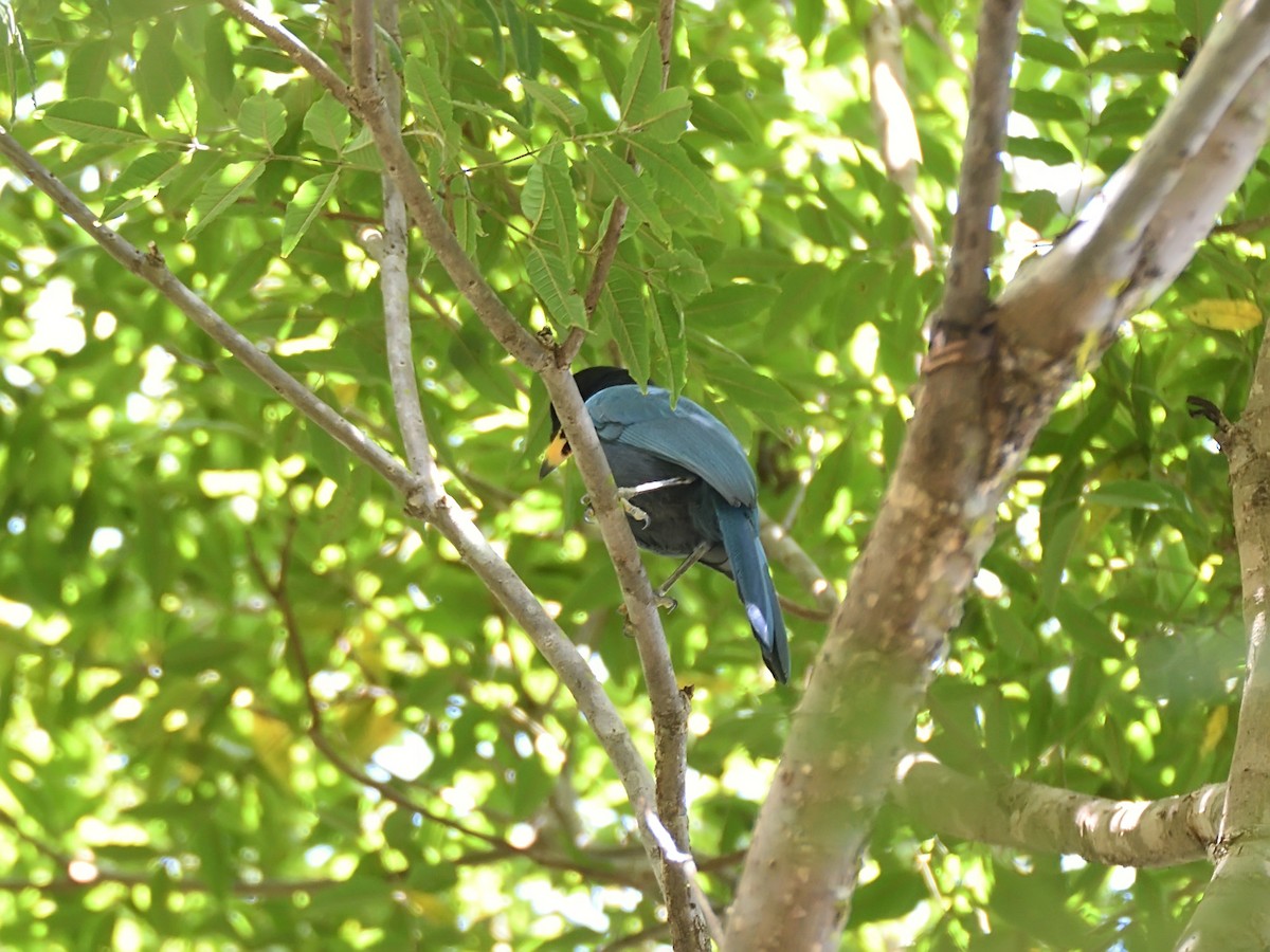 Bushy-crested Jay - ML623464179