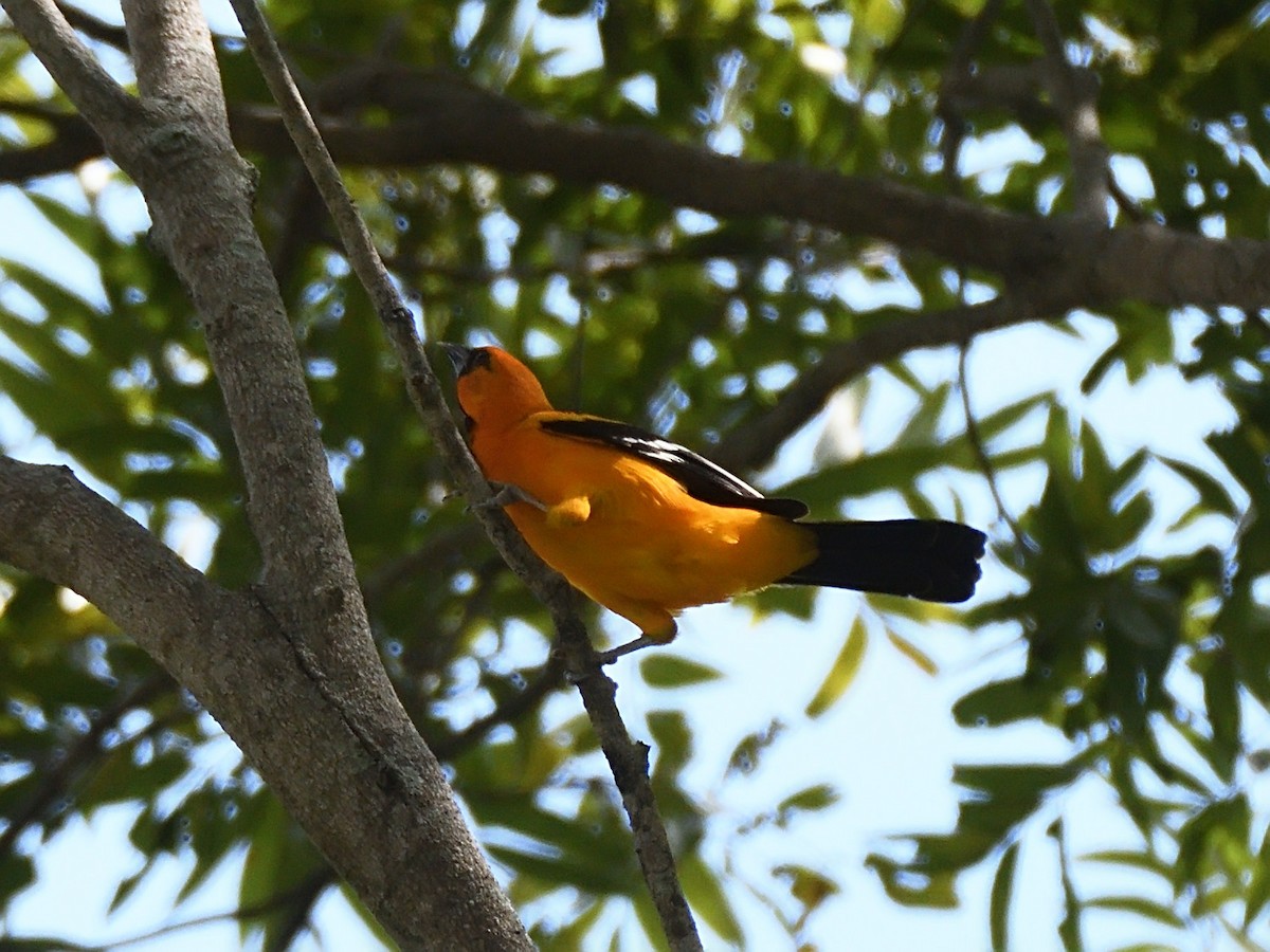 Streak-backed Oriole - Oleg Chernyshov