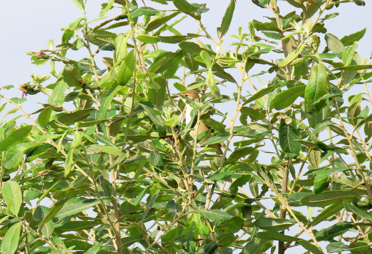 Common Reed Warbler - ML623464203