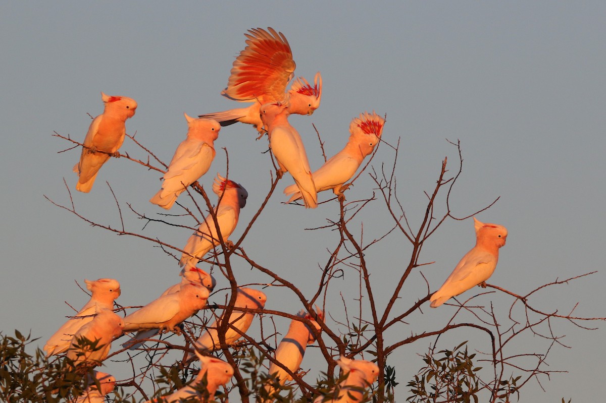 Pink Cockatoo - ML623464222