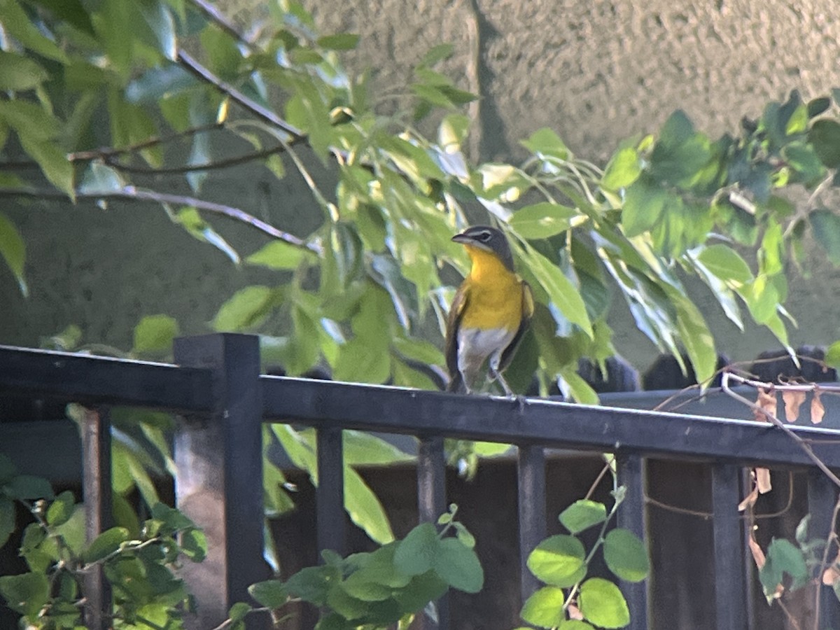 Yellow-breasted Chat - ML623464257