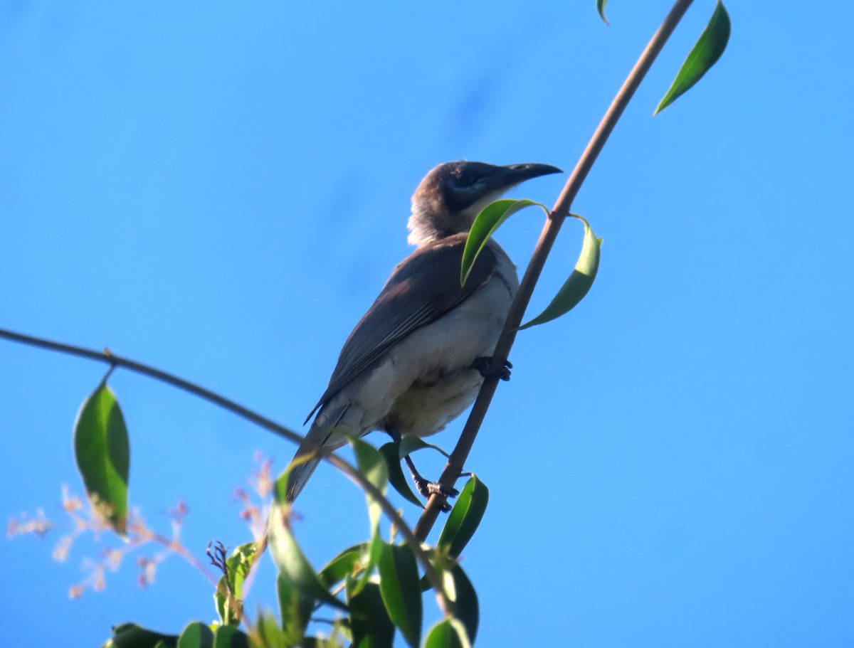 Little Friarbird - ML623464286