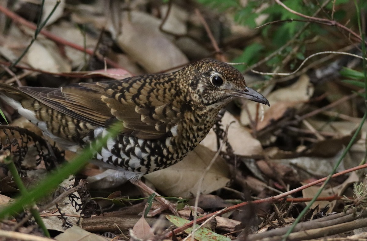 Bassian Thrush - ML623464297