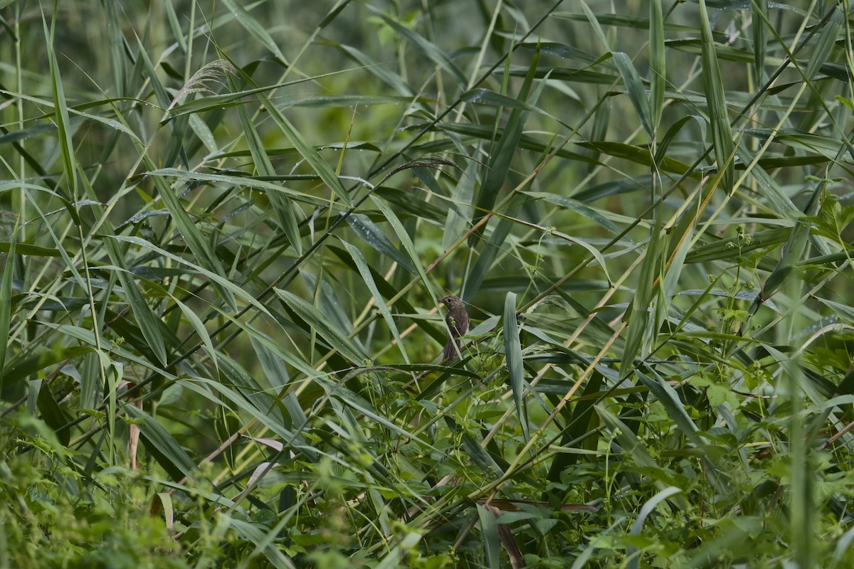 Oriental Reed Warbler - ML623464320