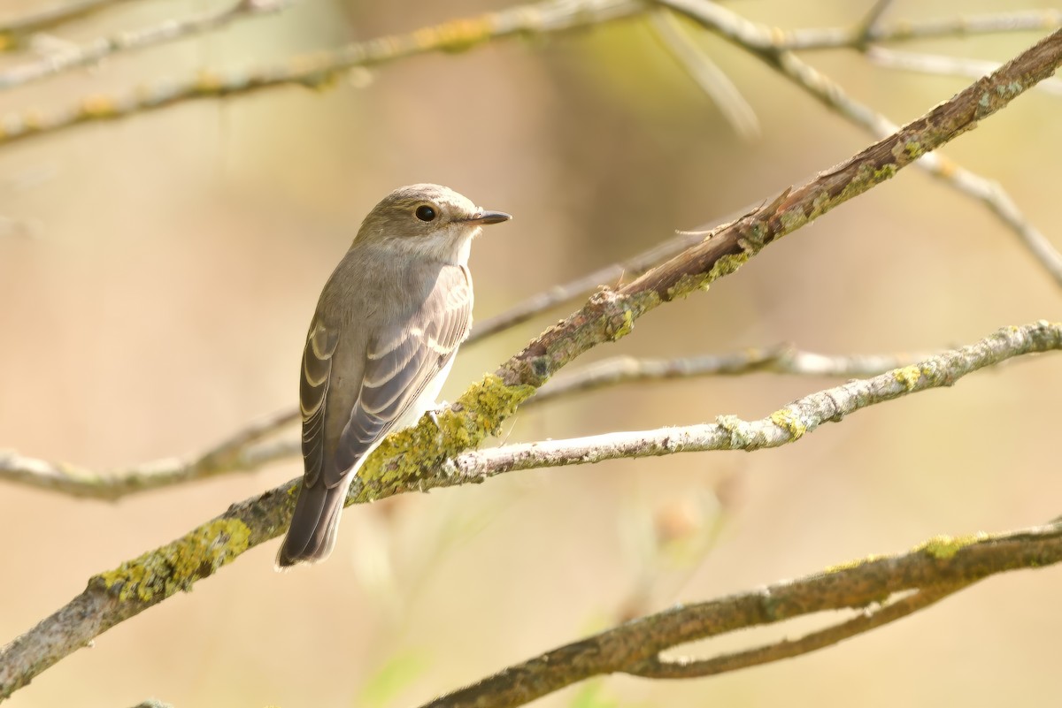 Spotted Flycatcher - ML623464341
