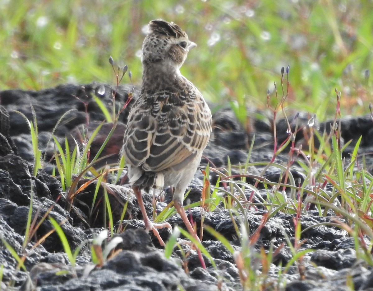 Malabar Lark - ML623464344