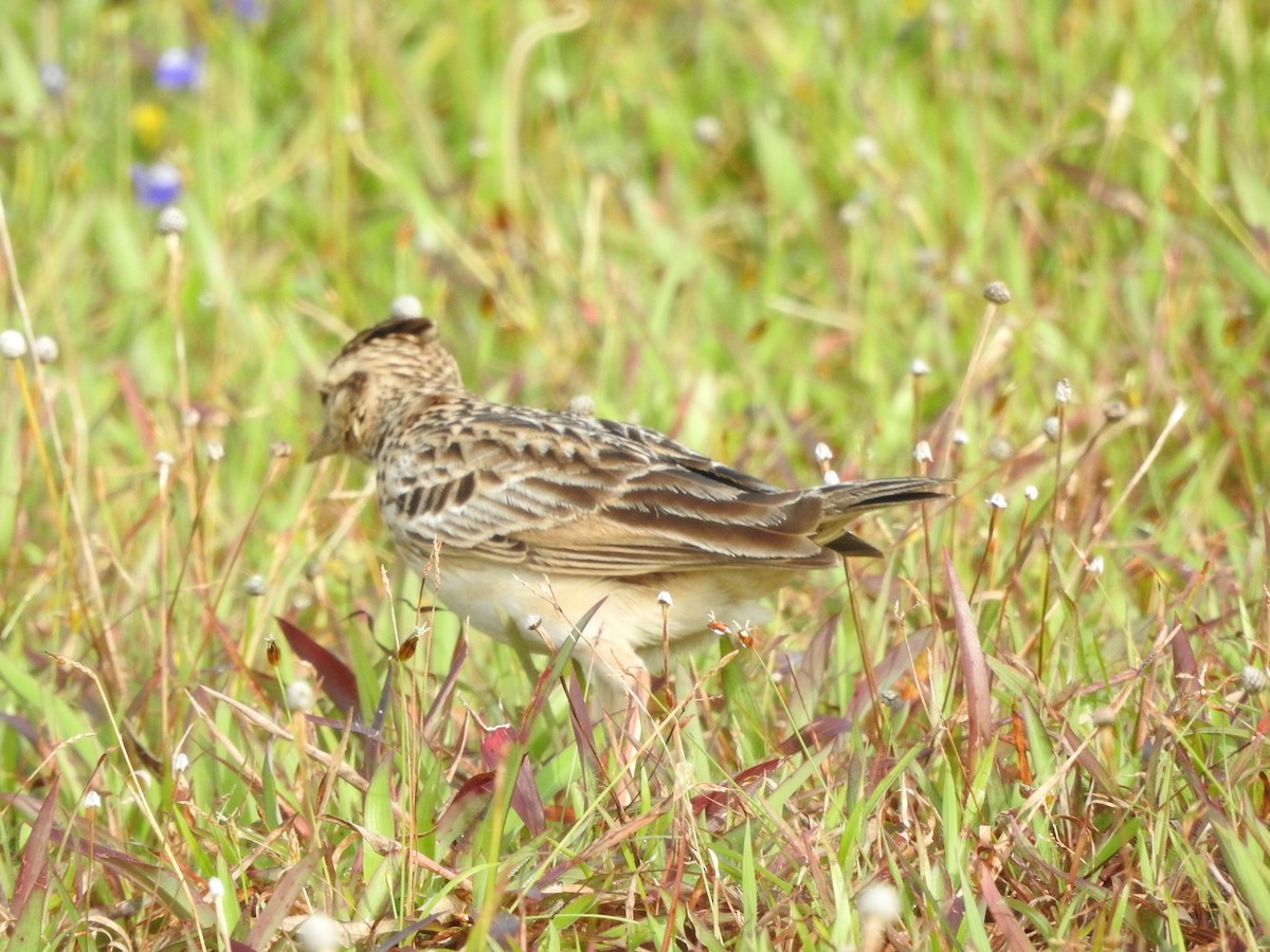 Malabar Lark - ML623464347