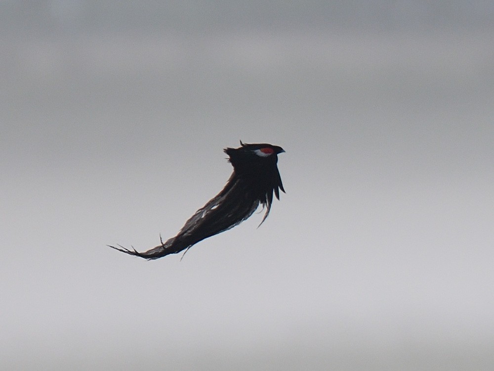 Long-tailed Widowbird - ML623464356