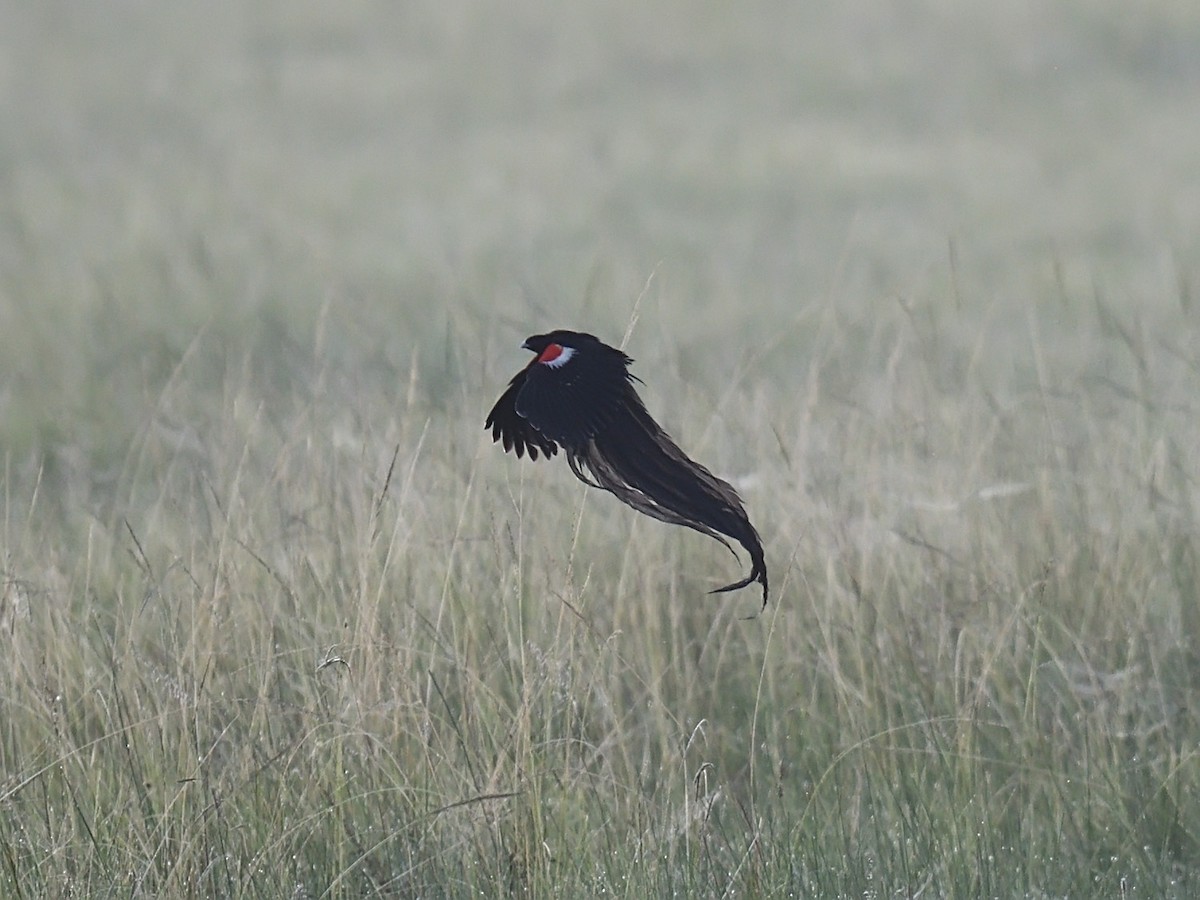 Long-tailed Widowbird - ML623464357