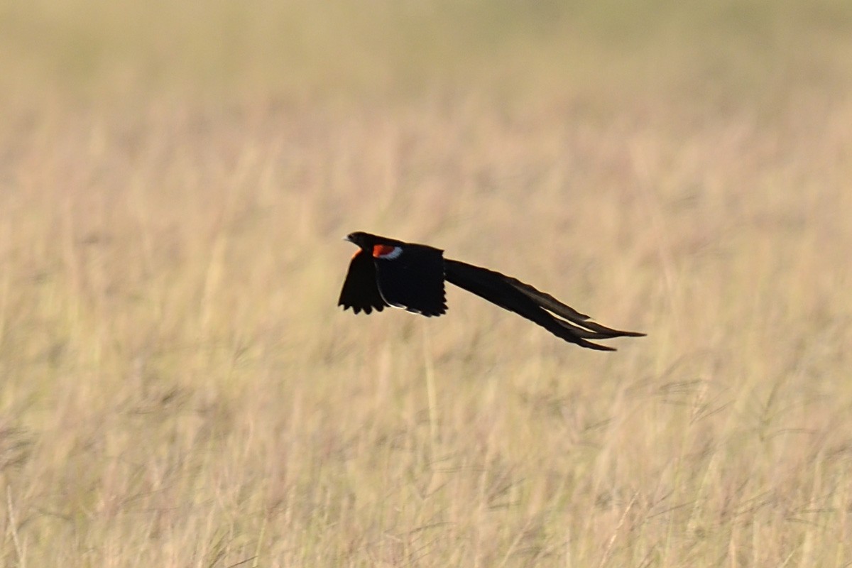 Long-tailed Widowbird - ML623464359