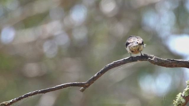 ハイイロオウギビタキ - ML623464421