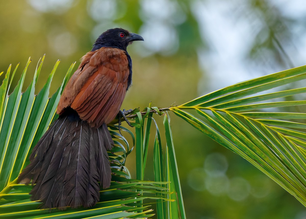 Greater Coucal (Greater) - ML623464435