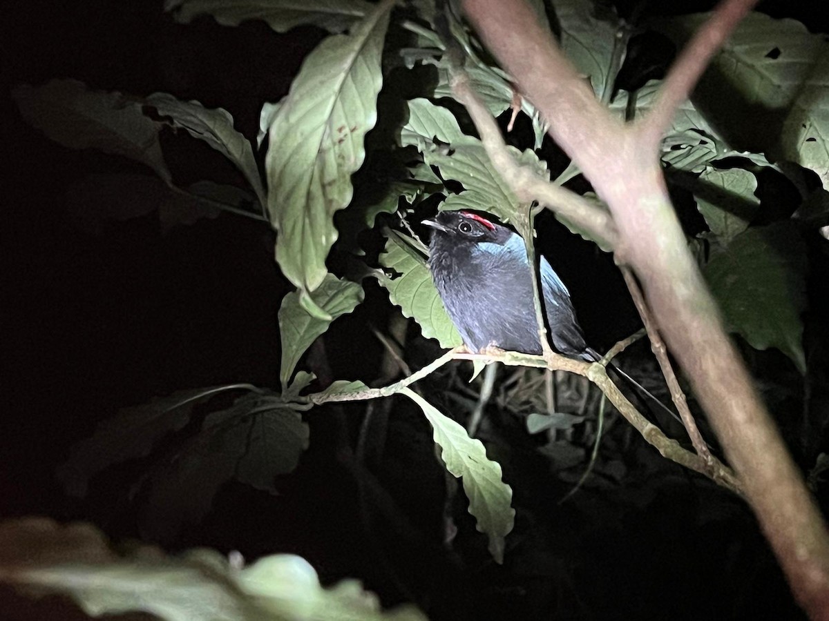 Long-tailed Manakin - Steph U