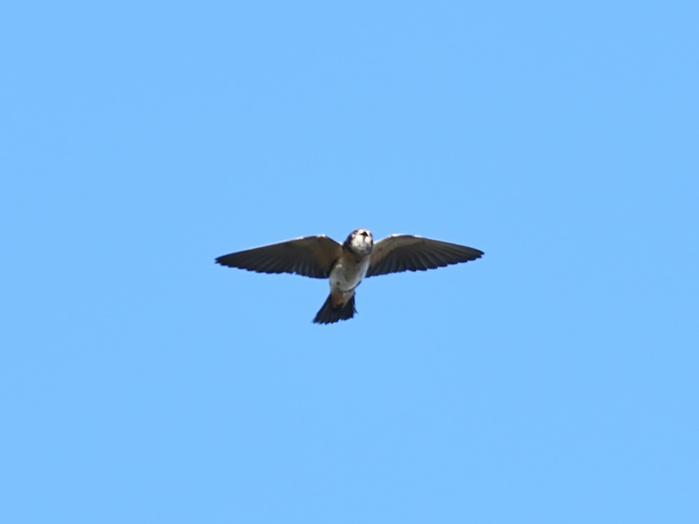 South African Swallow - ML623464450