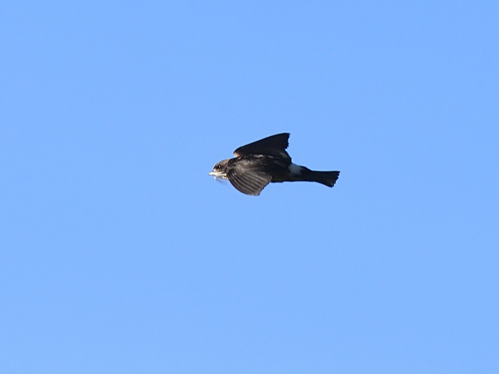 South African Swallow - ML623464451