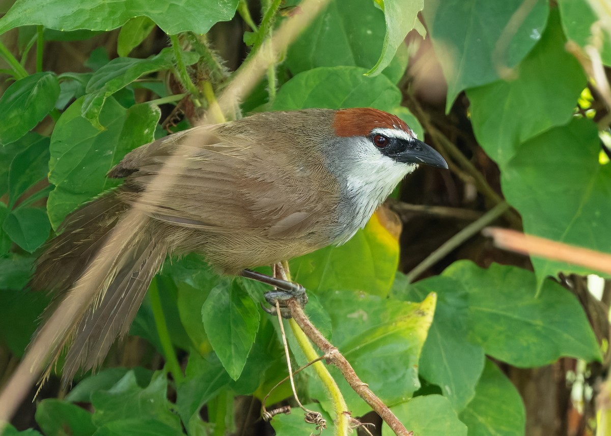 Chestnut-capped Babbler - ML623464453