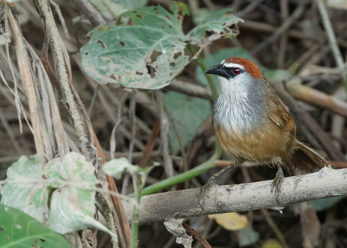 Chestnut-capped Babbler - ML623464454