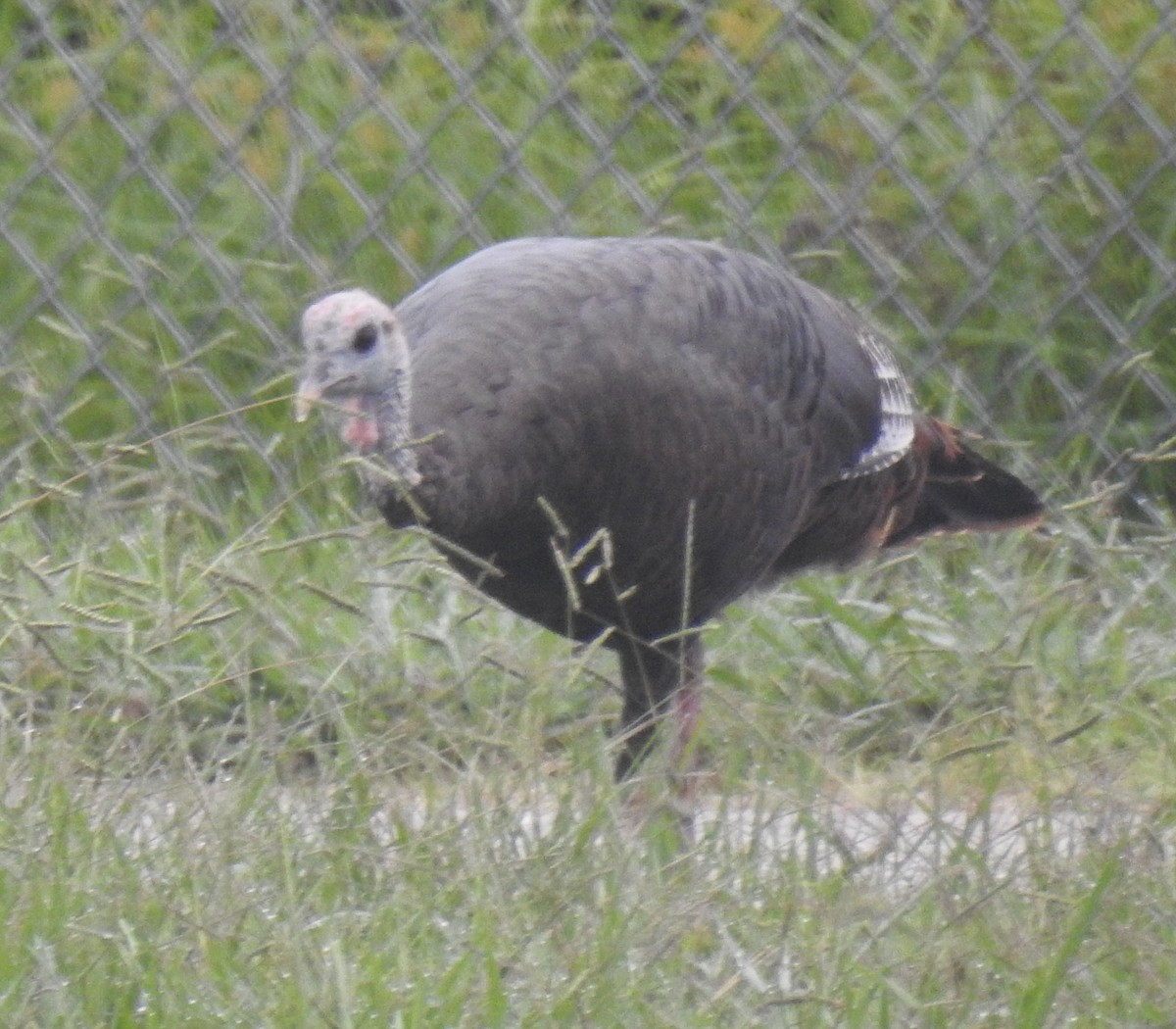 Wild Turkey - ML623464514