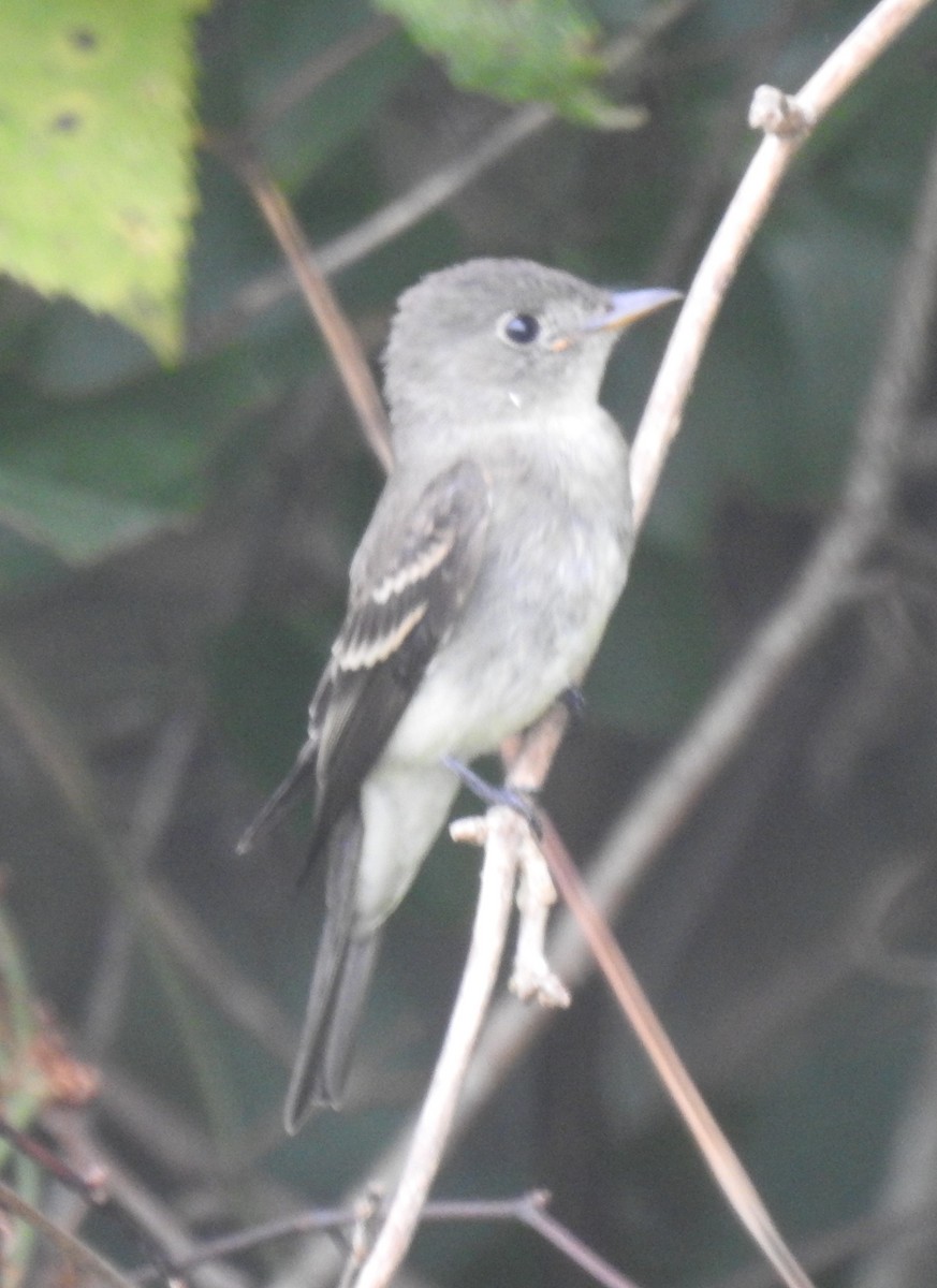 Eastern Wood-Pewee - ML623464533