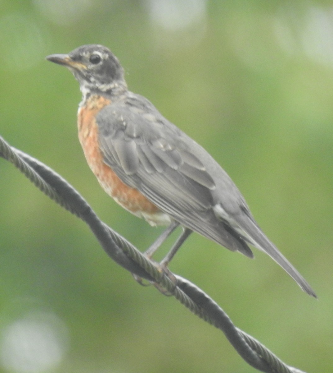 American Robin - ML623464572