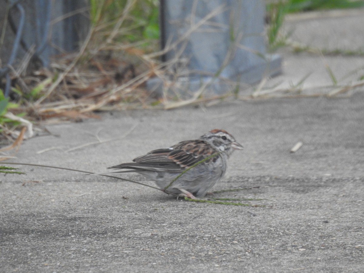 Chipping Sparrow - ML623464577