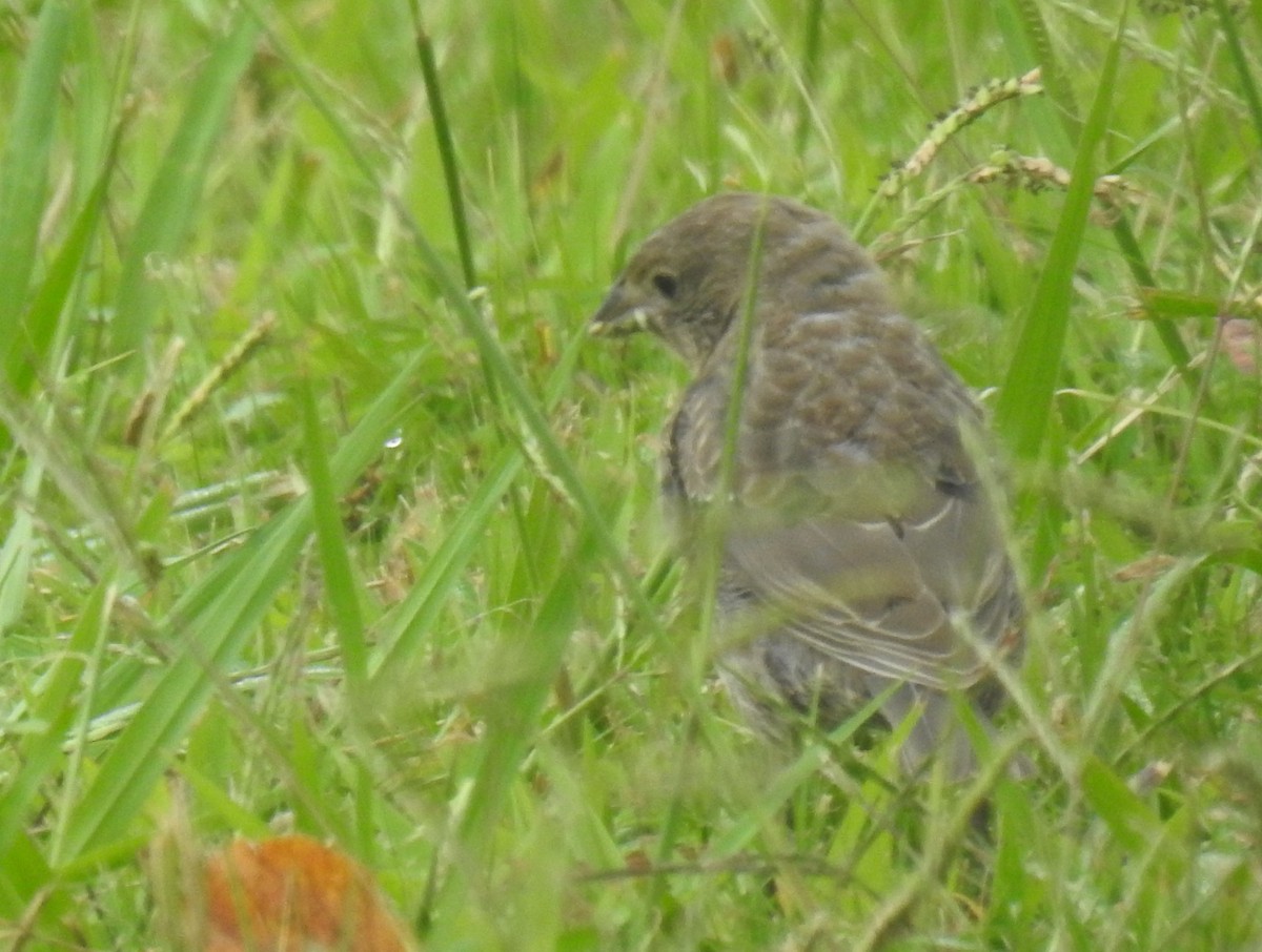 Brown-headed Cowbird - ML623464585