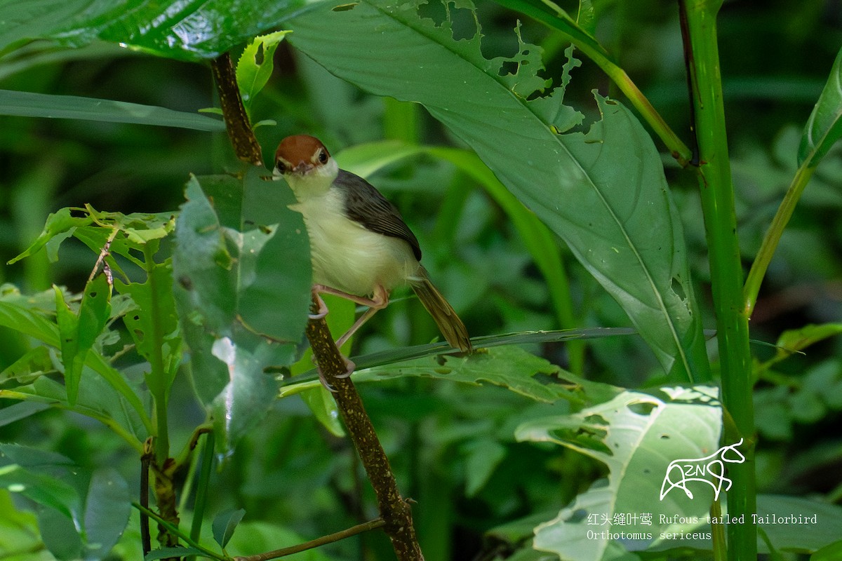 Rufous-tailed Tailorbird - Zhen niu