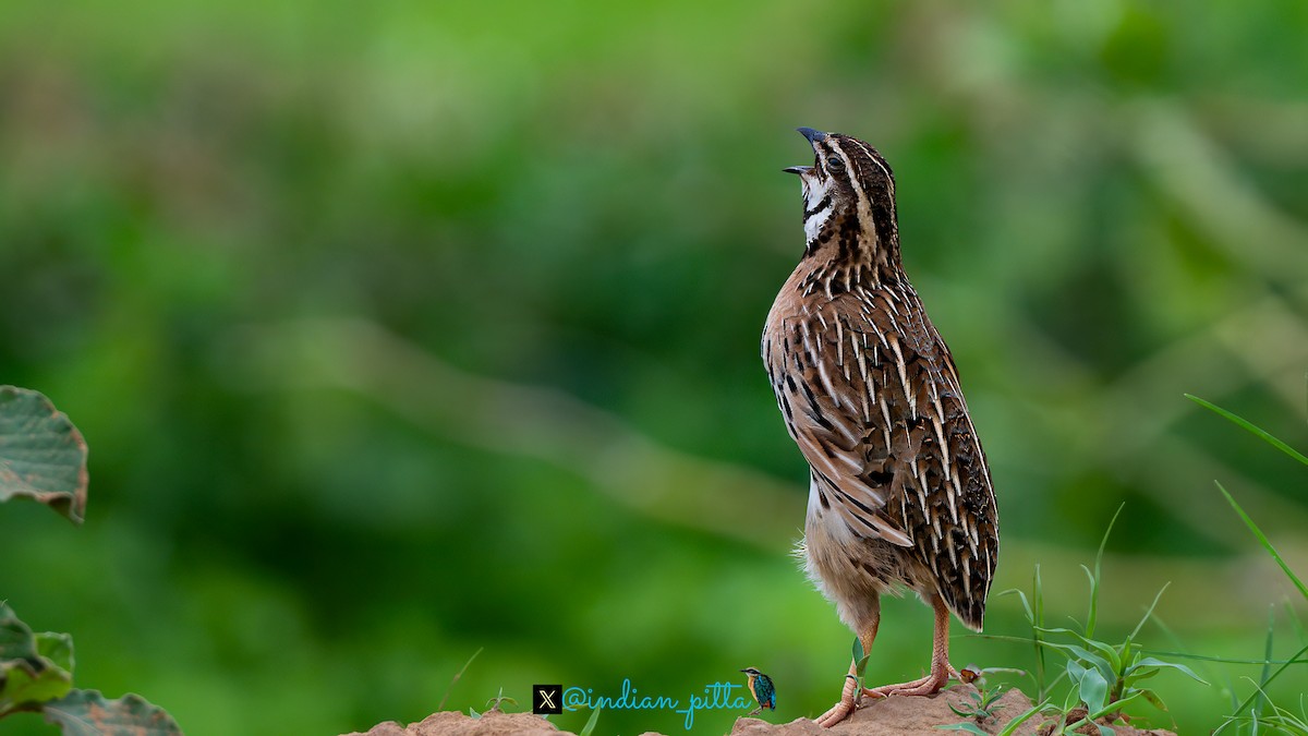 Rain Quail - ML623464590