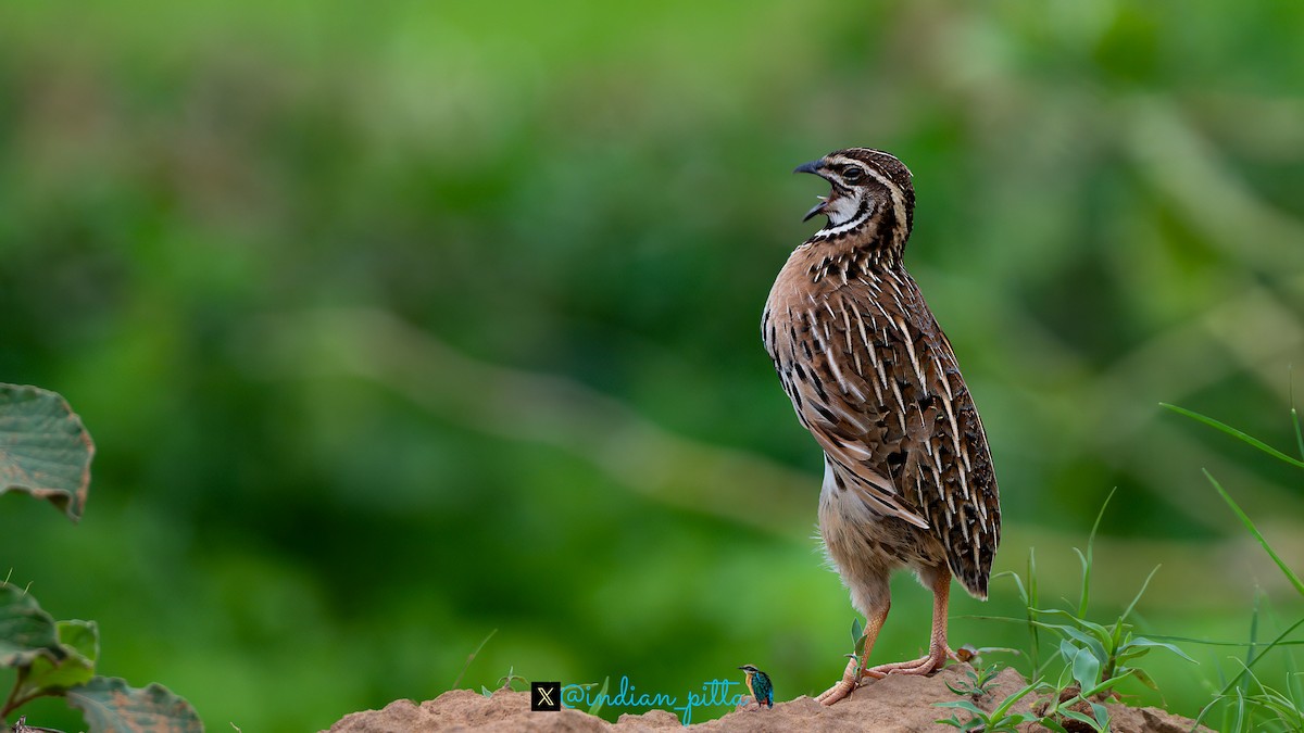 Rain Quail - ML623464591